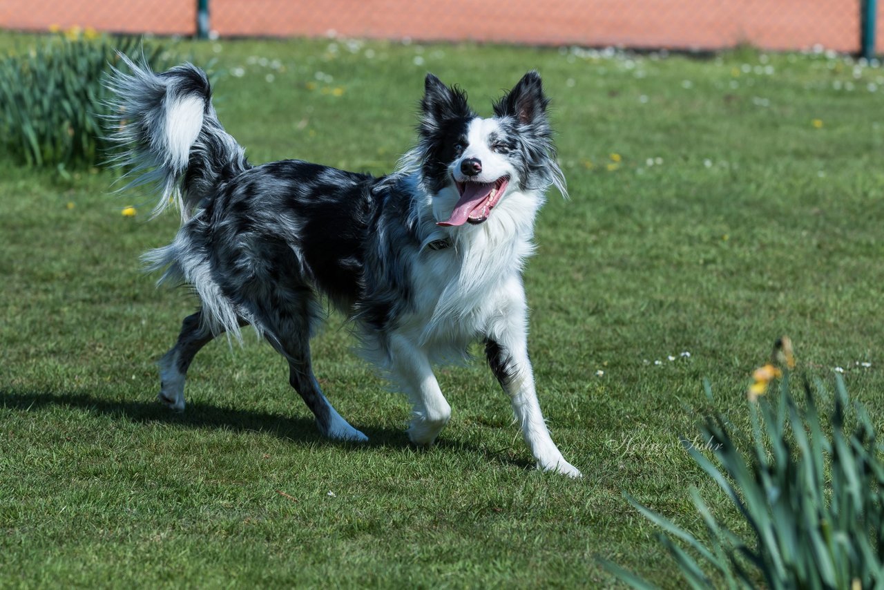 Bild 283 - VL Marienthaler THC - THC von Horn und Hamm